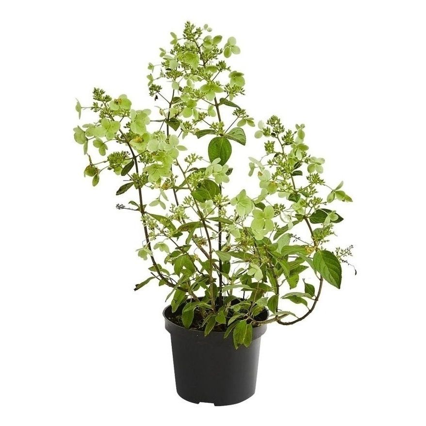 

Саженцы гортензия Селекшн С1,5 PlantMarket 1 шт.