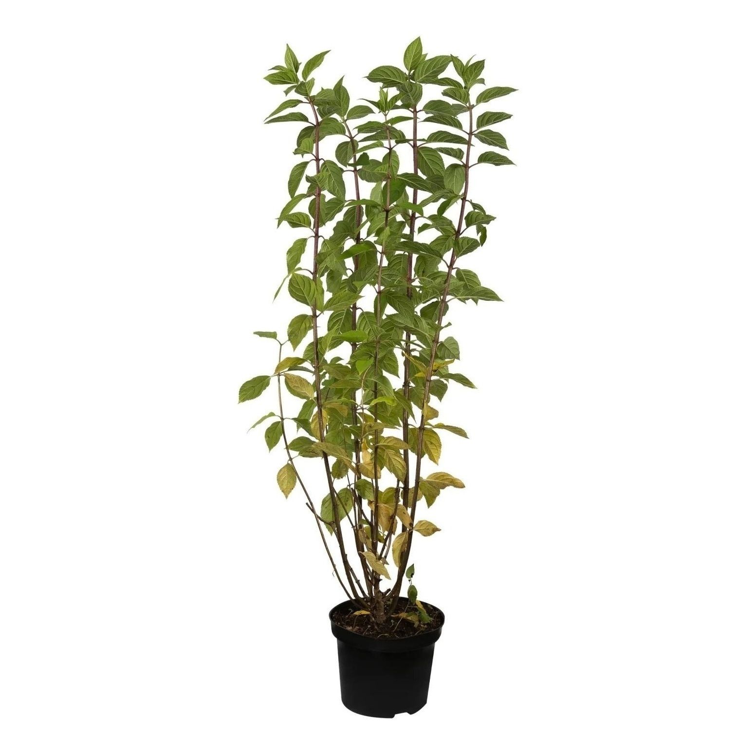 

Саженцы гортензия Ангел Блаш PlantMarket 1 шт.
