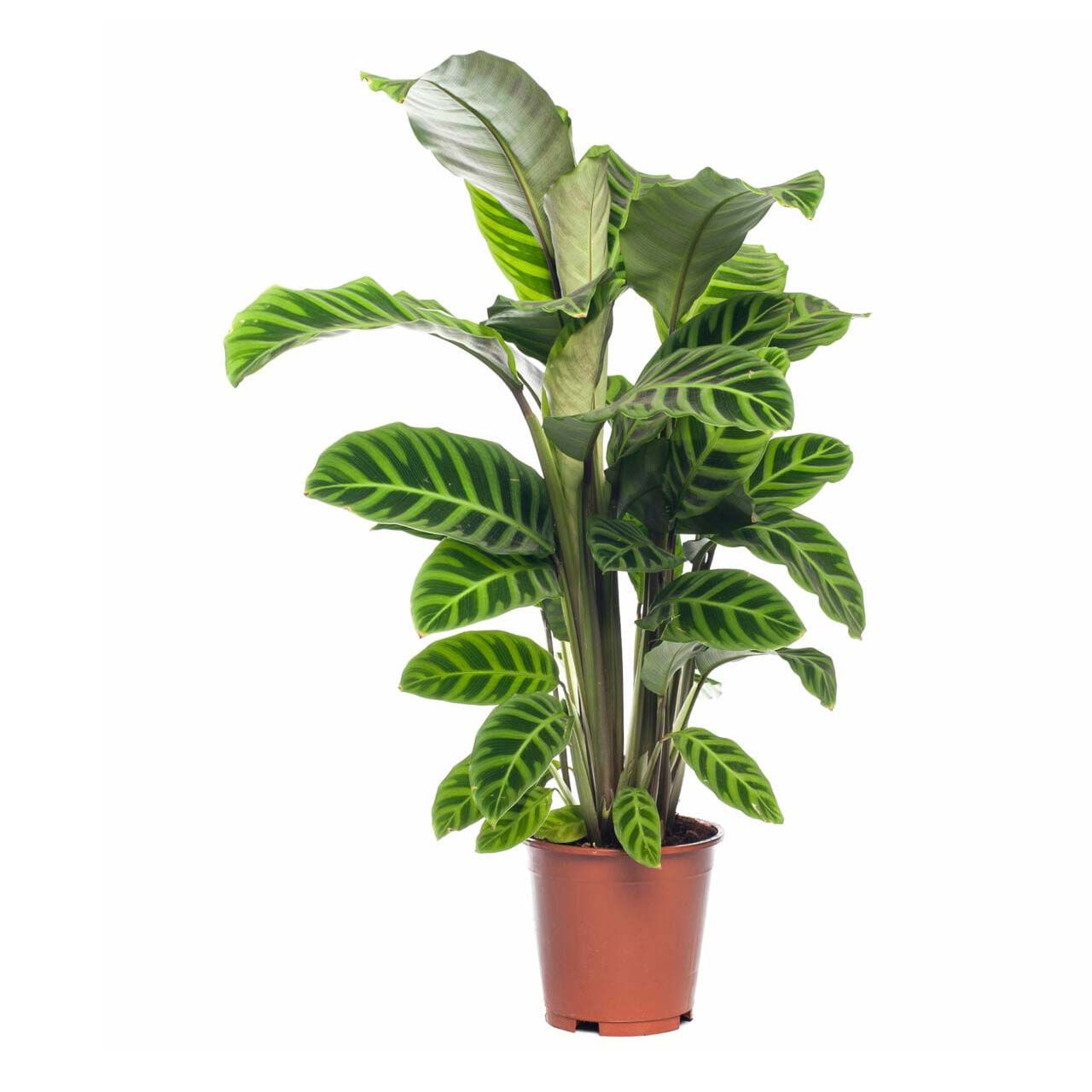 

Калатея Orangery Calathea Zebrina 19 x 80 см
