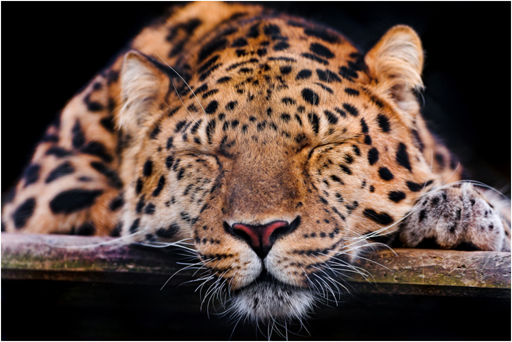 

Картина на холсте с подрамником ХитАрт Спящий леопард 40x27 см, 3400