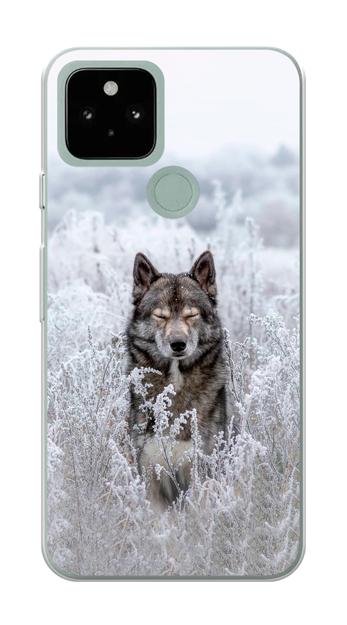 

Чехол Awog на Google Pixel 5 "Волк в поле", Разноцветный, 270750-1