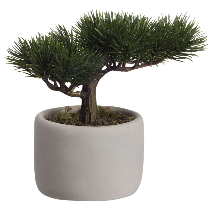 

Мини сосна бонсай Asa Selection Bonsai