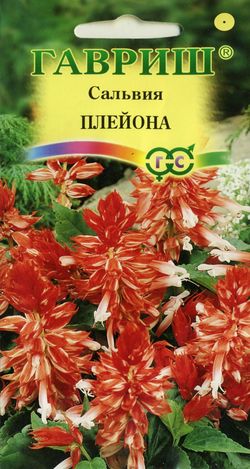 

Семена. Сальвия карликовая "Плейона" (10 пакетов)
