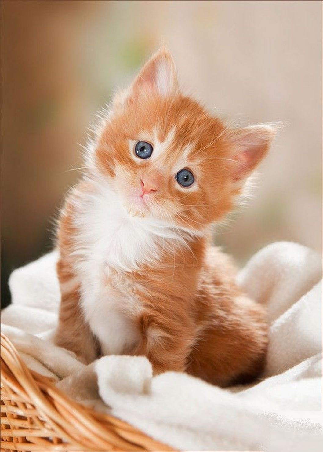 Картинки с котенками
