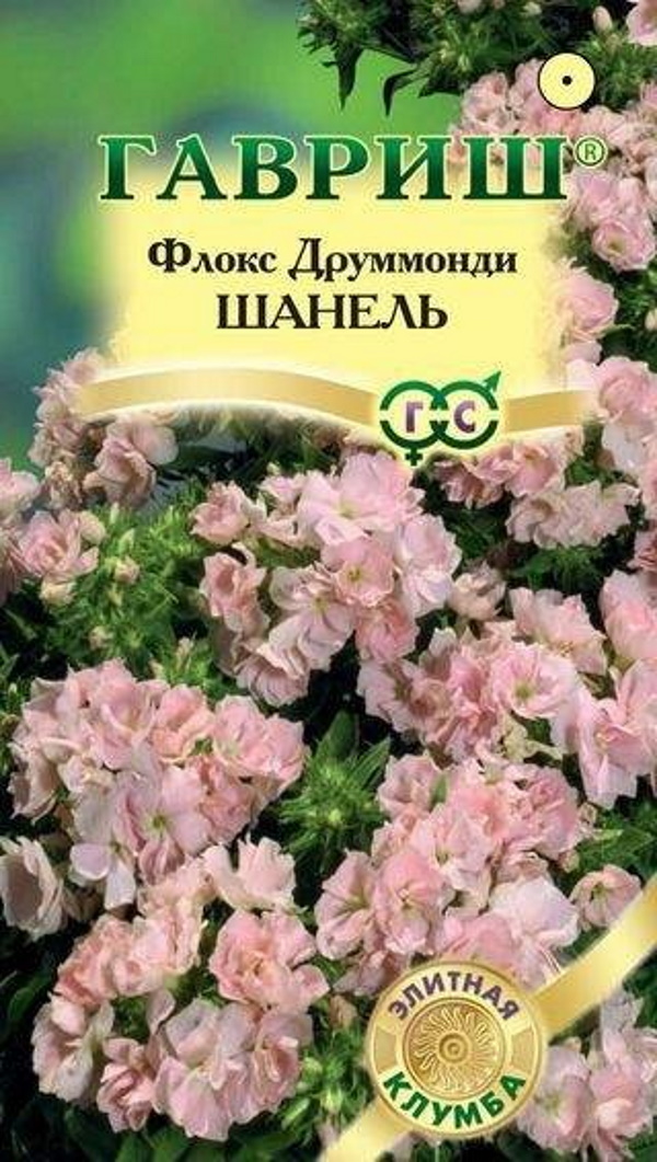 

Семена. Флокс друммонди "Шанель" (10 пакетов по 8 штук)