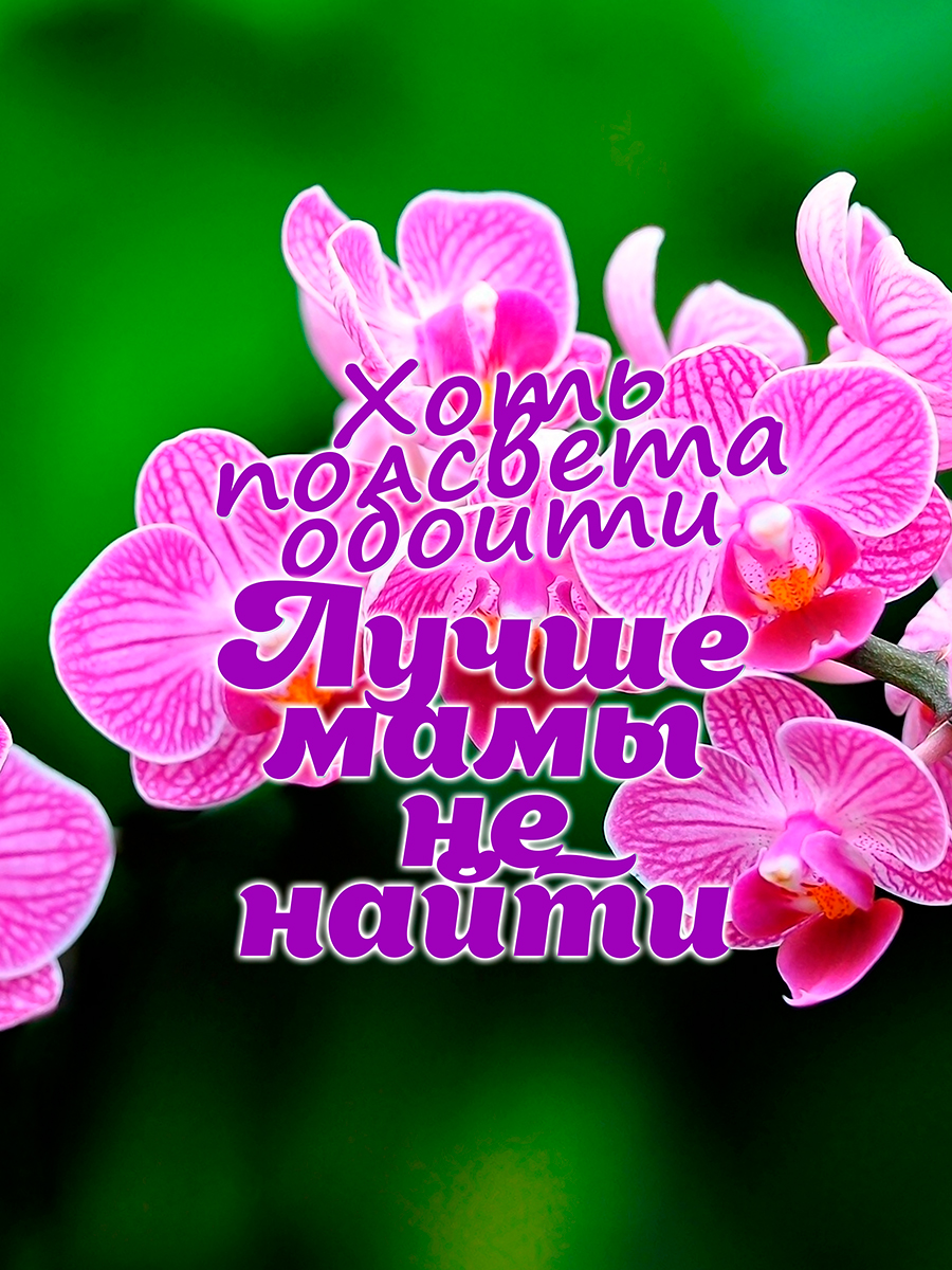 

Постер DRABS А2 Лучше мамы не найти