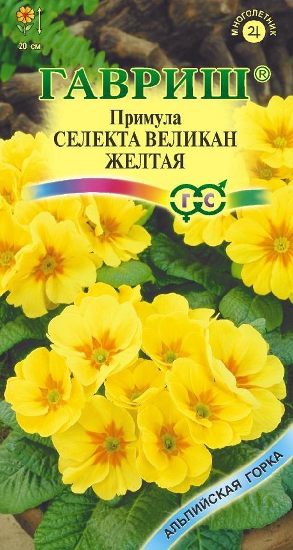

Семена. Примула "Желтый Великан" (10 пакетов по 10 штук)