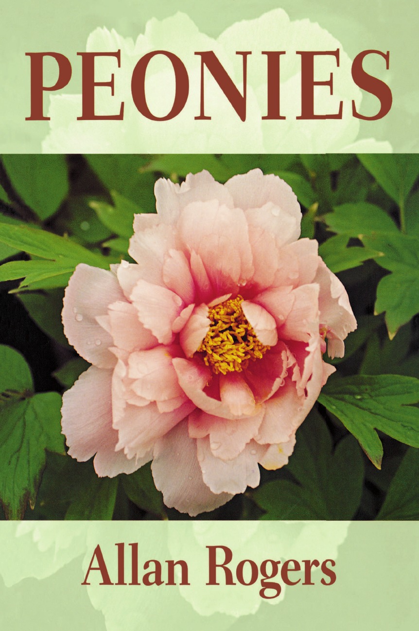 

Peonies