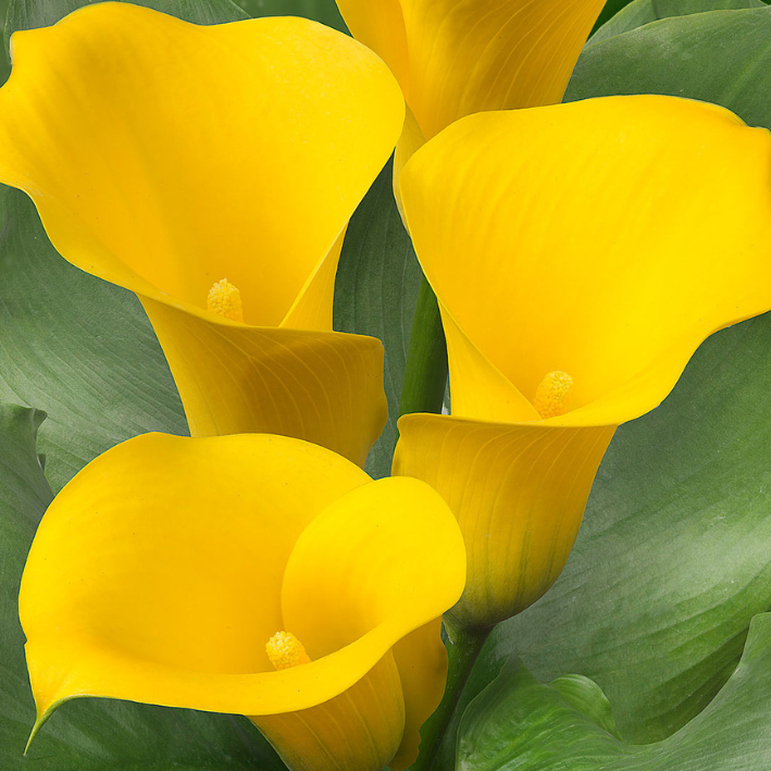 Корень цветов, Калла, Botanica, Капитан Морелли, 631, 2 шт.