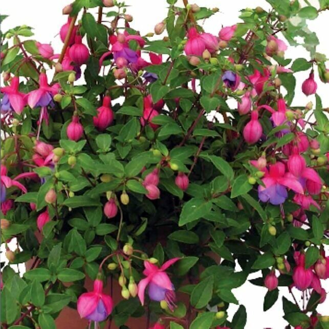 

Фуксия ампельная Rose-Violet- Розово-фиалетовый (в кашпо)