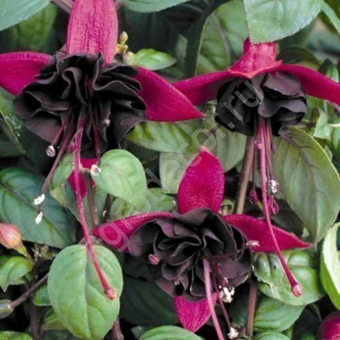 

Фуксия ампельная Red-Black-Красно-черный (в кашпо)