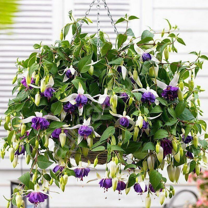 

Фуксия ампельная White And Purple- Бело-фиолетовый (в кашпо)