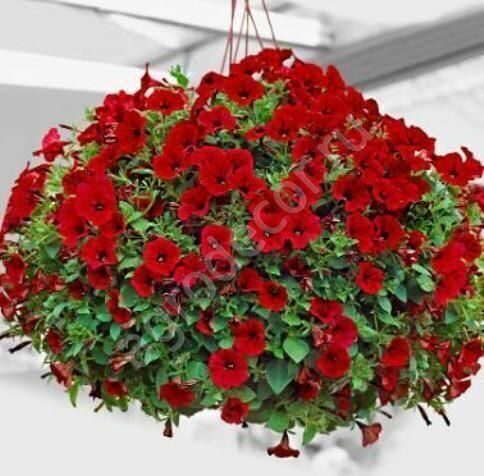 

Петуния ампельная сурфиния Red- алый (в кашпо)