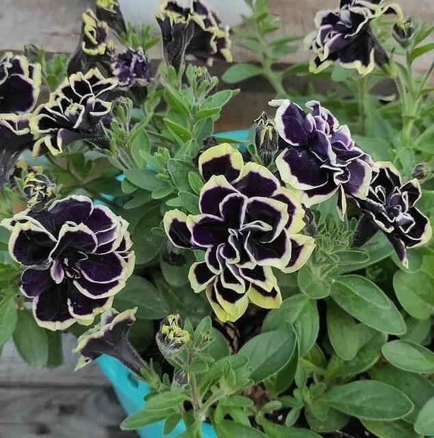 

Петунья ампельная махровая Mystical Midnight Gold (т-фиолетовая с лимон краем) (в кашпо)