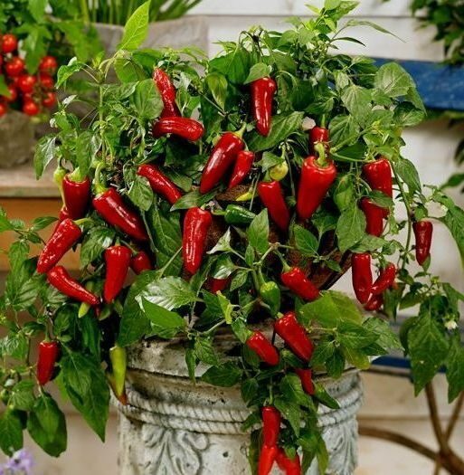 

Перец ампельный Понки Спайс Джейн (в кашпо)