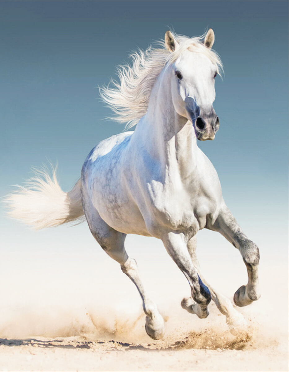 Алмазная мозаика Цветной Белая лошадь