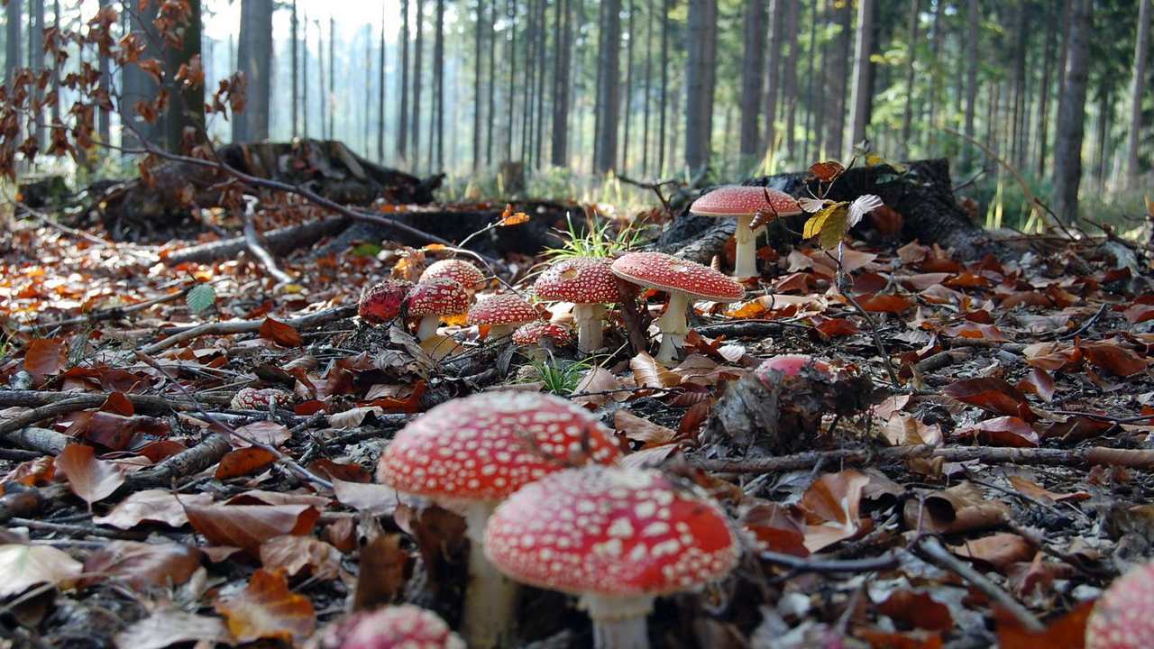 

Картина на холсте 60x110 LinxOne Природа, пейзаж, натура, флора