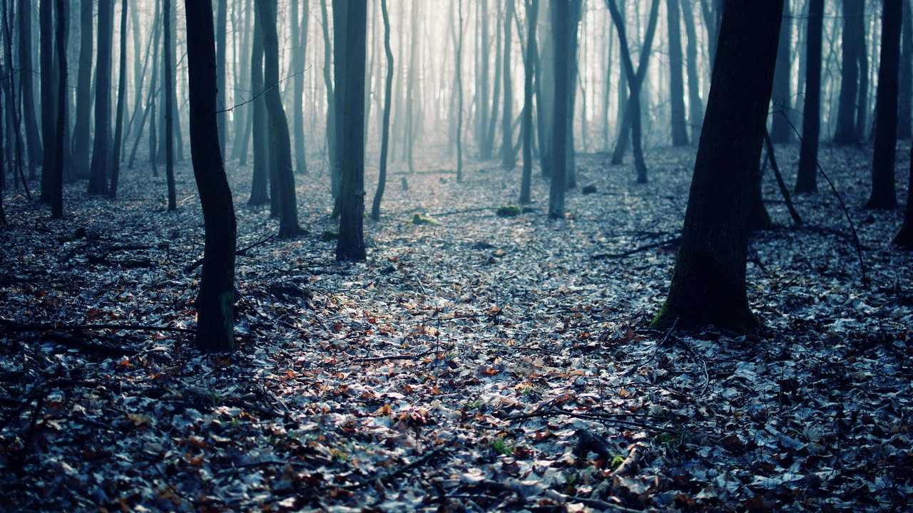 

Картина на холсте 60x110 LinxOne Природа, пейзаж, натура, флора