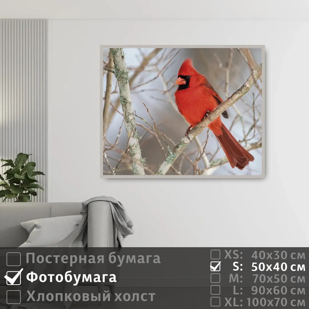 

Постер на фотобумаге ПолиЦентр Красная хохлатая птица кардинал на ветке 50х40 см, КраснаяХохлатаяПтицаКардиналНаВетке