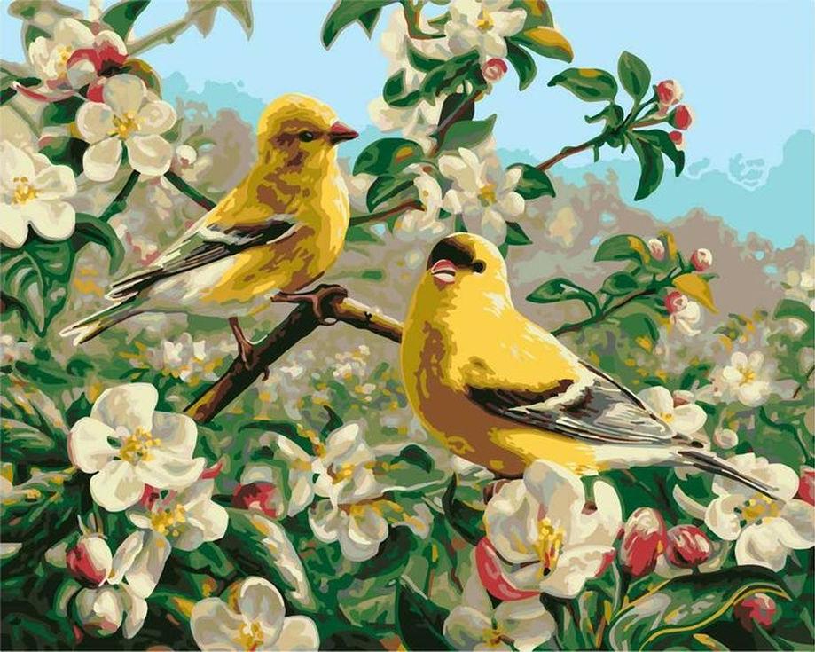 

Картина по номерам Цветной Райские птички, 40x50, Райские птички