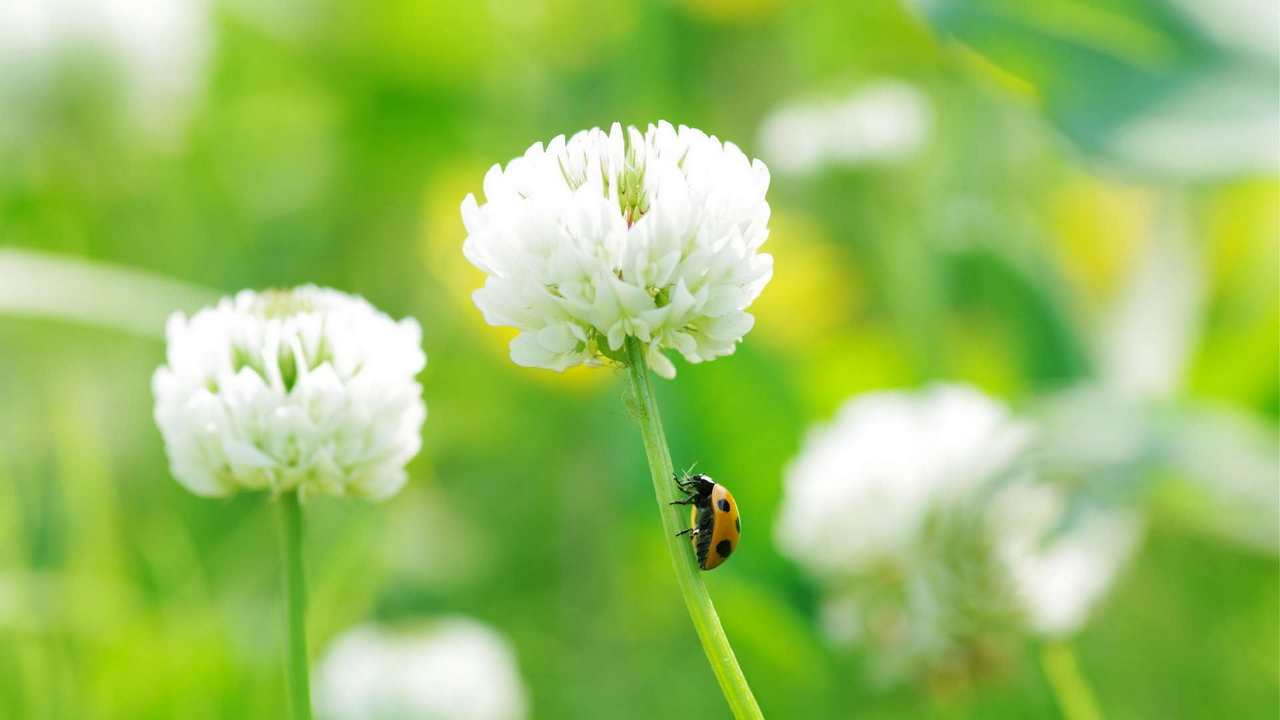 

Картина на холсте 60x110 LinxOne Природа, пейзаж, натура, флора