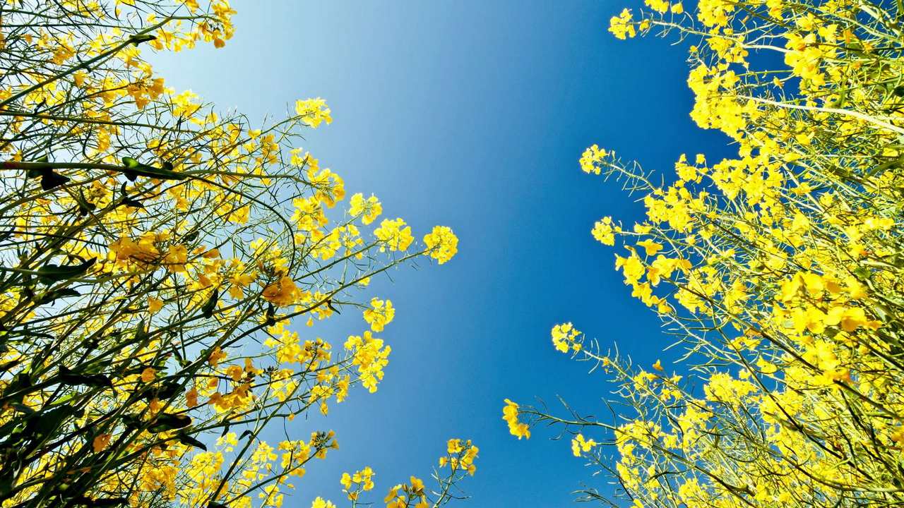 

Картина на холсте 60x110 LinxOne Природа, пейзаж, натура, флора