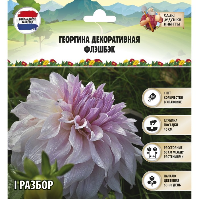 

Корневища георгин Сады Дедушки Никиты Флэшбэк 4272767 1 шт.