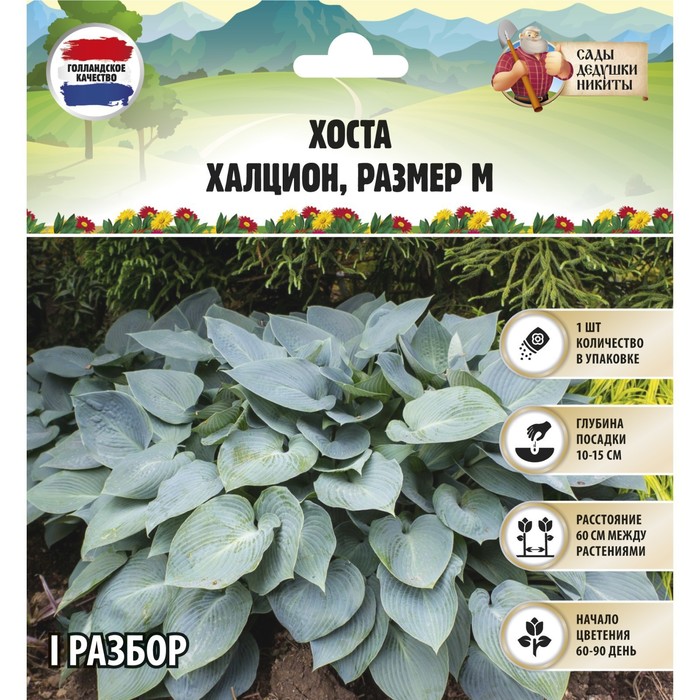 Корневища хоста Сады Дедушки Никиты Halcyon 9491990 1 шт.