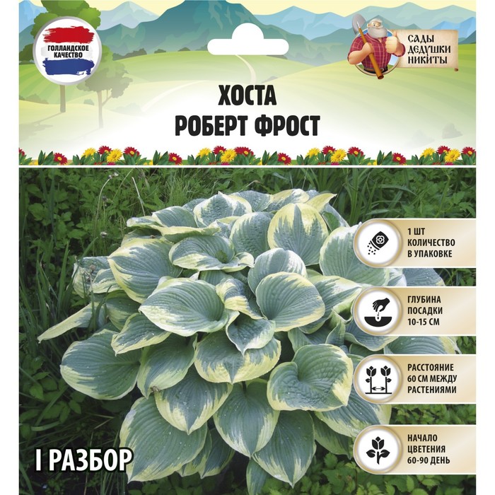 

Корневища хоста Сады Дедушки Никиты Роберт Фрост 3281660 1 шт.
