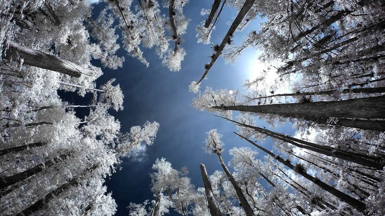 

Картина на холсте 60x110 LinxOne "Природа, пейзаж, натура, флора