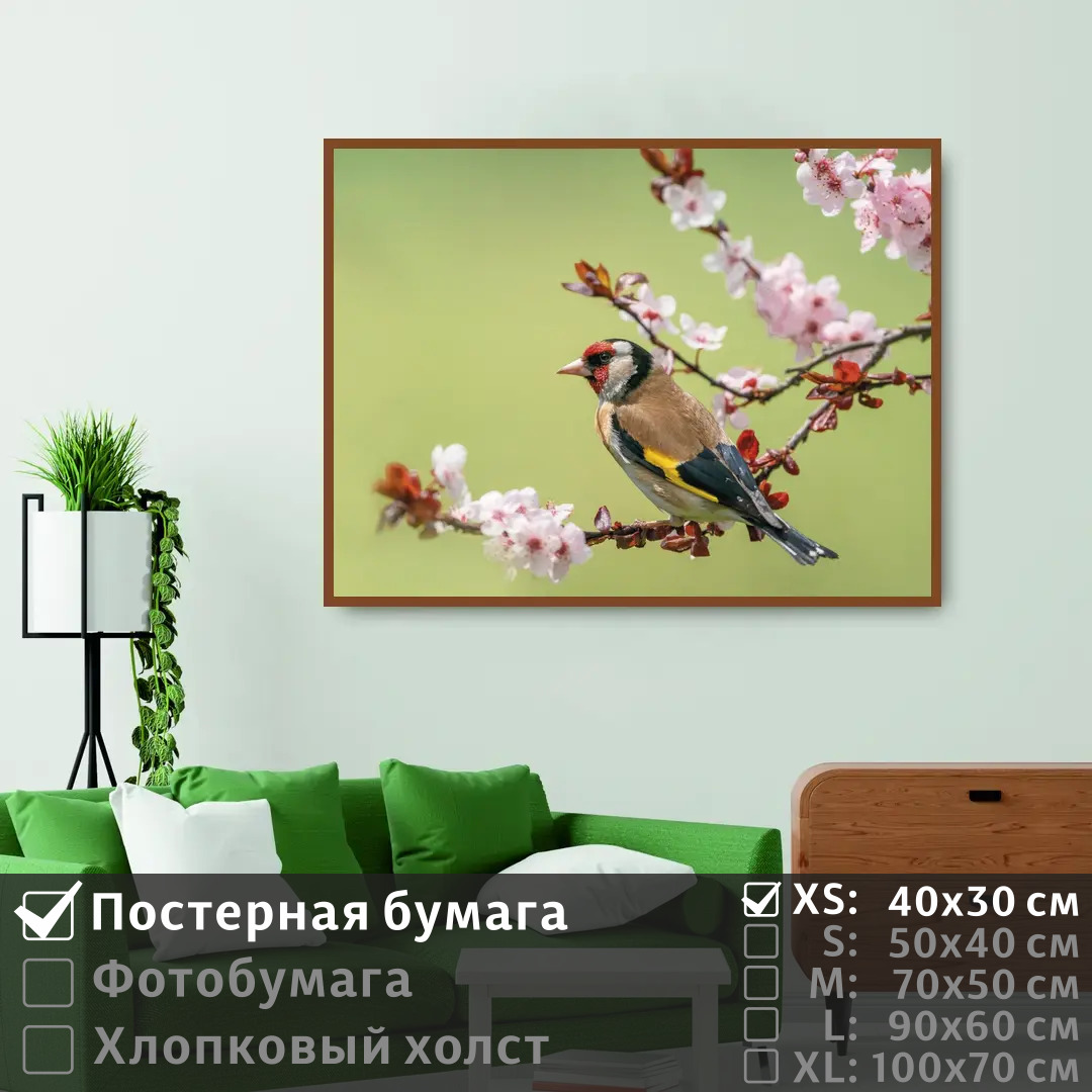 

Постер на стену ПолиЦентр Птица зяблик сидит на цветущей ветке 40х30 см, ПтицаЗябликСидитНаЦветущейВетке