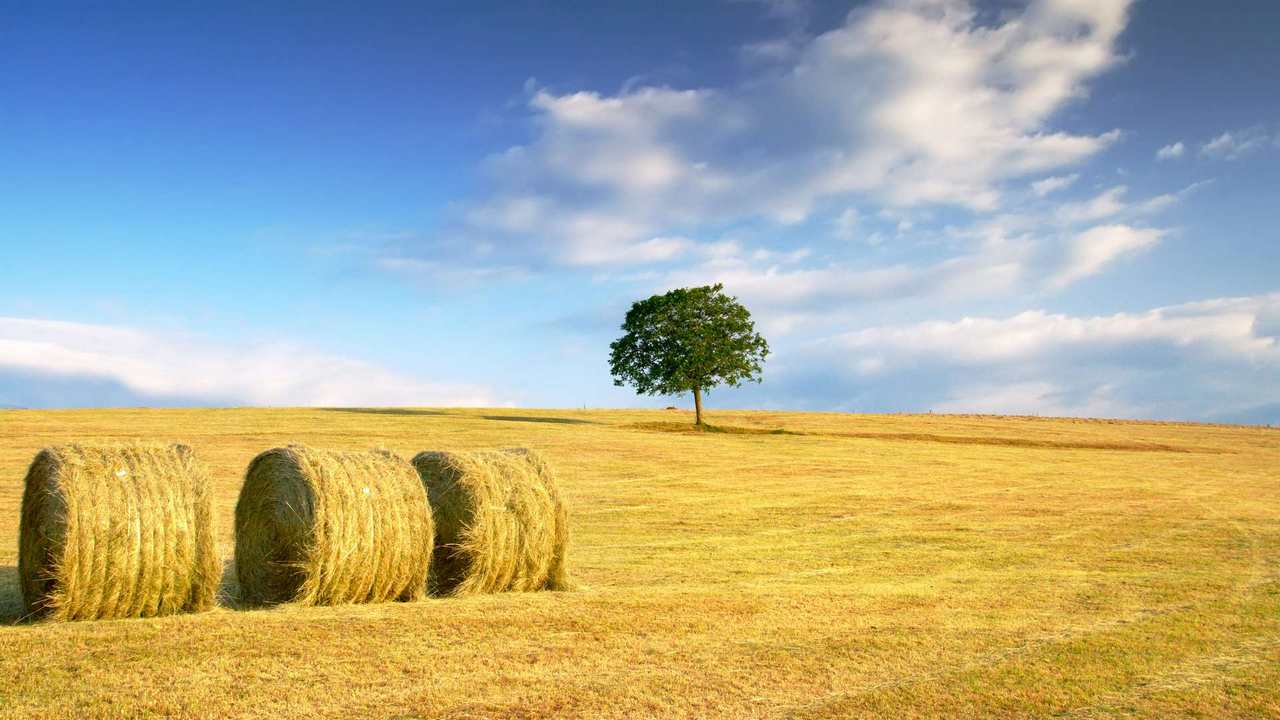 

Картина на холсте 60x110 LinxOne "Природа, пейзаж, натура, флора