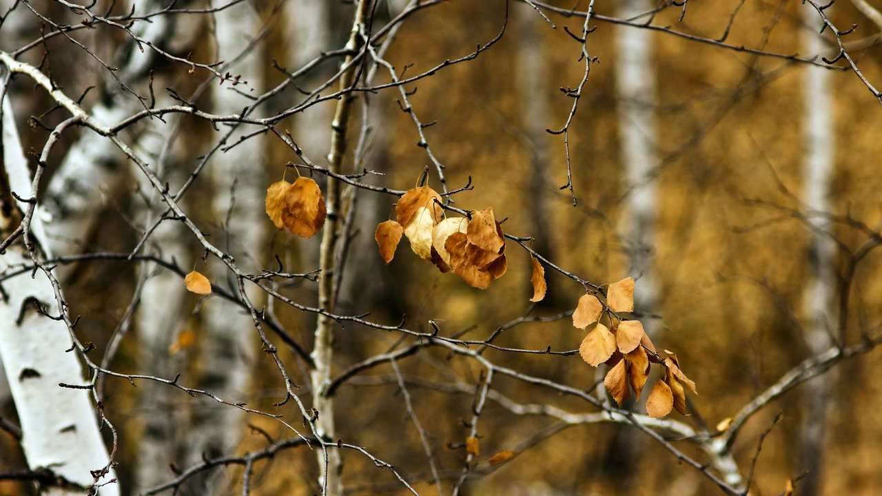 Фото Последний Лист На Дереве Осенью