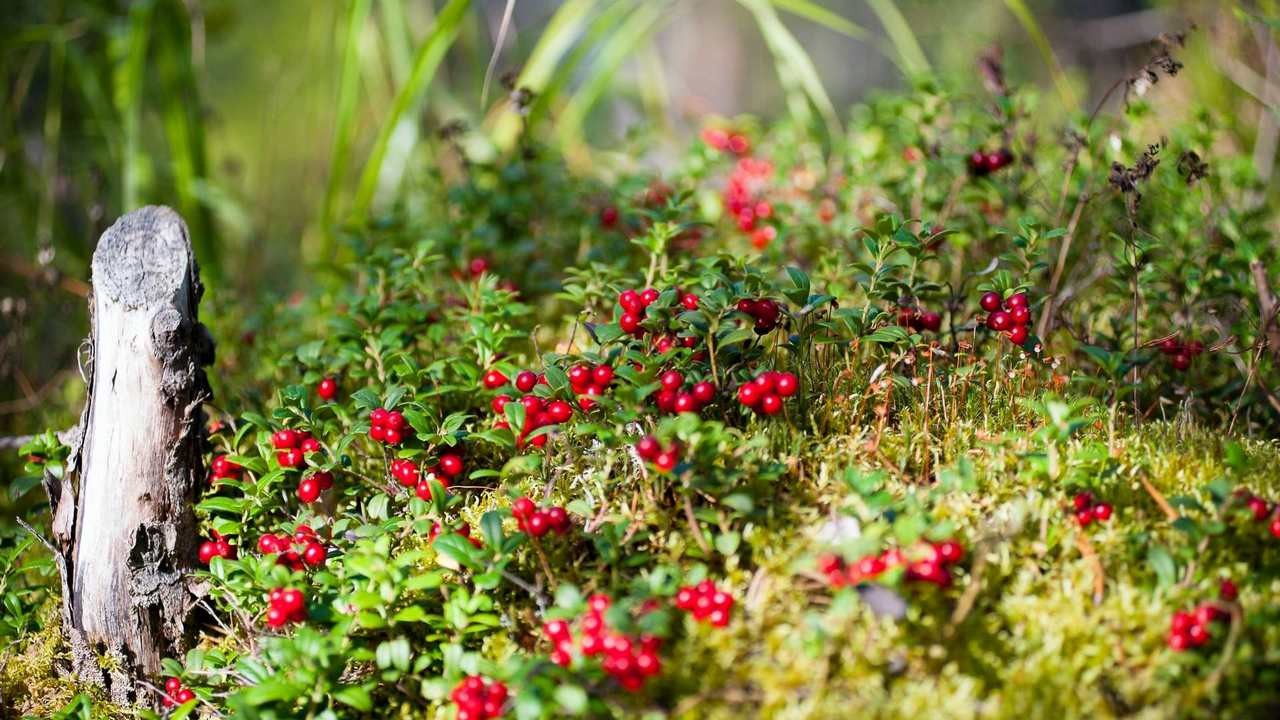 

Картина на холсте 60x110 LinxOne "Природа, пейзаж, натура, флора