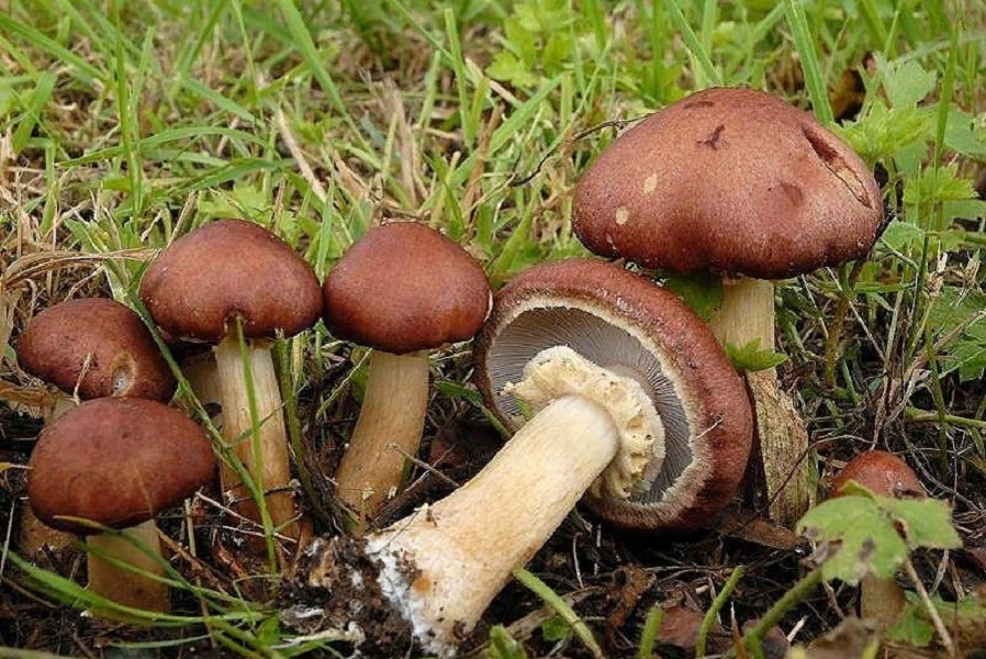 Stropharia rugosoannulata гриб. Строфария кольцевик. Строфария морщинисто-Кольцевая. Кольцевик строфария Кольцевая.