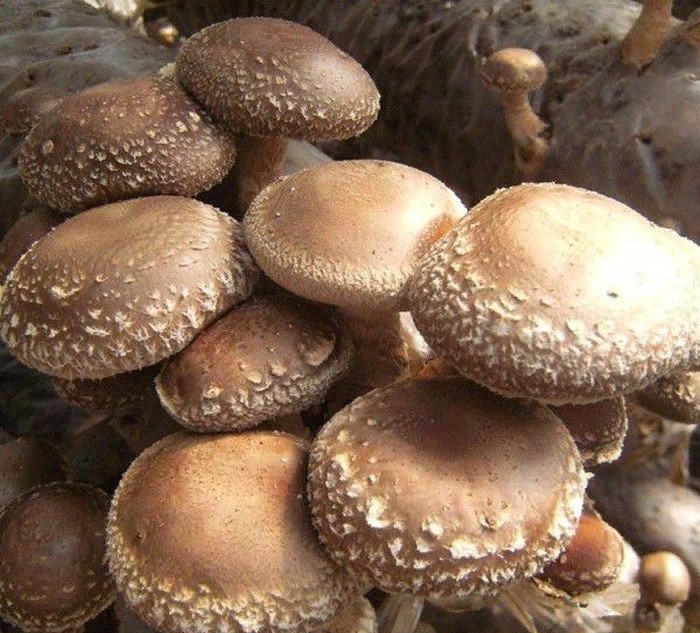

Шиитаке летний