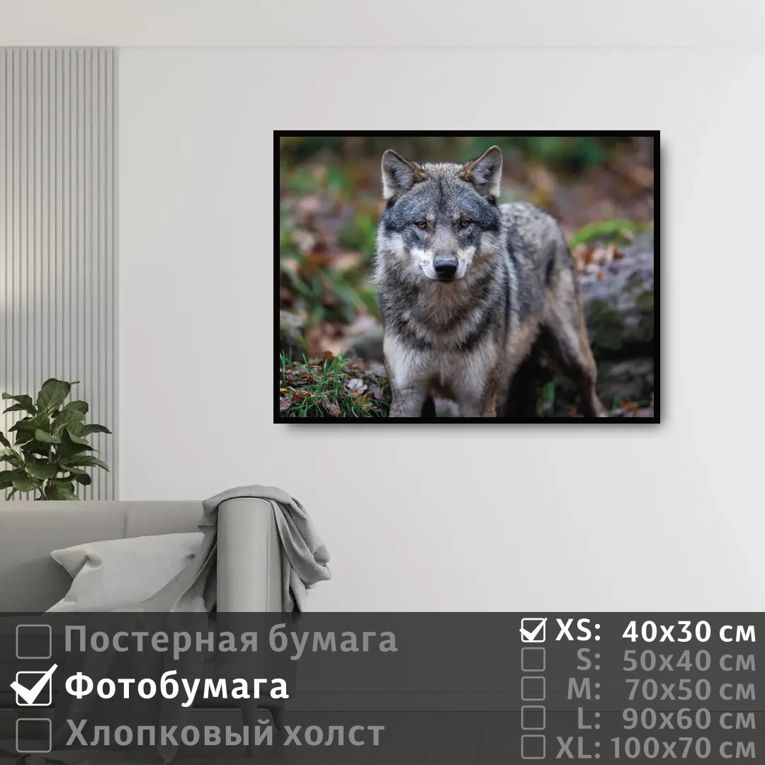 

Постер на фотобумаге ПолиЦентр Хищный волк 40х30 см, ХищныйВолк