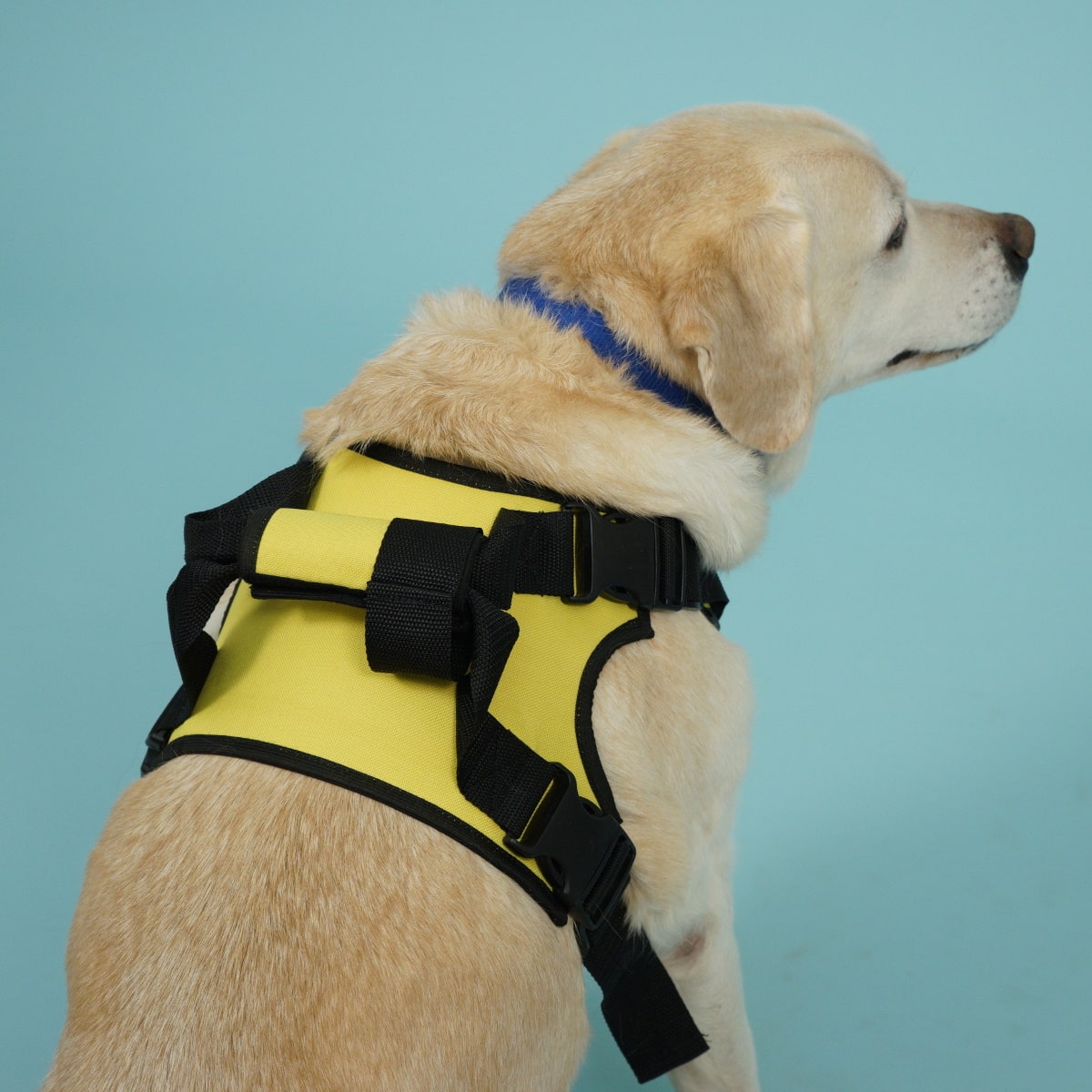 Передняя поддержка для собак ВЕДА-МОДА, желтый, полиэстер, размер M (20-35 кг)