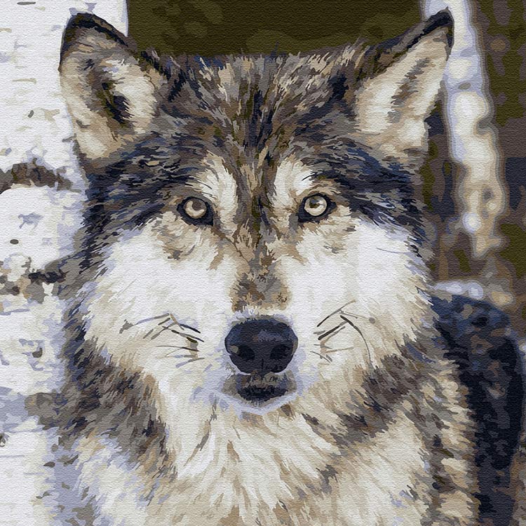 фото Картина по номерам molly серый волк, 30x30