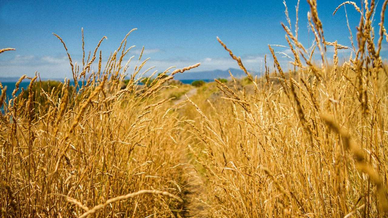 

Картина на холсте 60x110 LinxOne "Природа, пейзаж, натура, флора