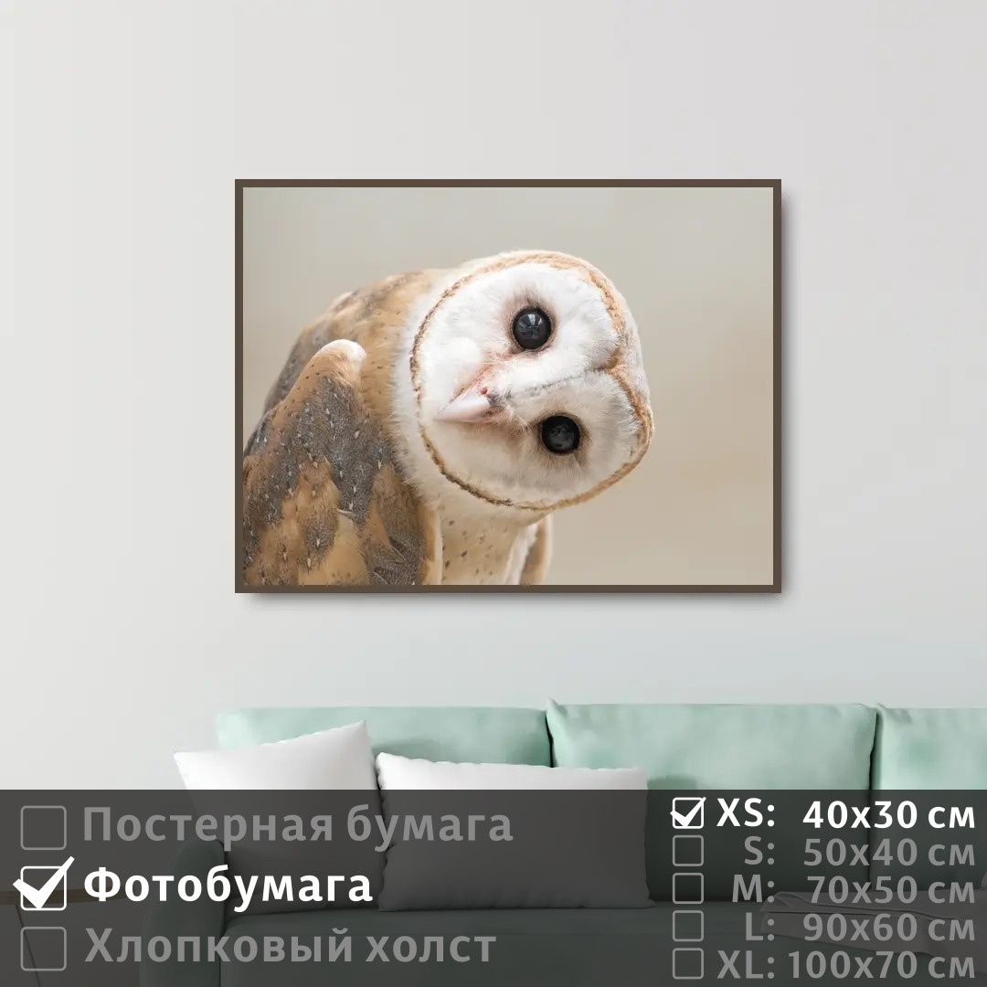 

Постер на фотобумаге ПолиЦентр Забавная сова сипуха 40х30 см, ЗабавнаяСоваСипуха