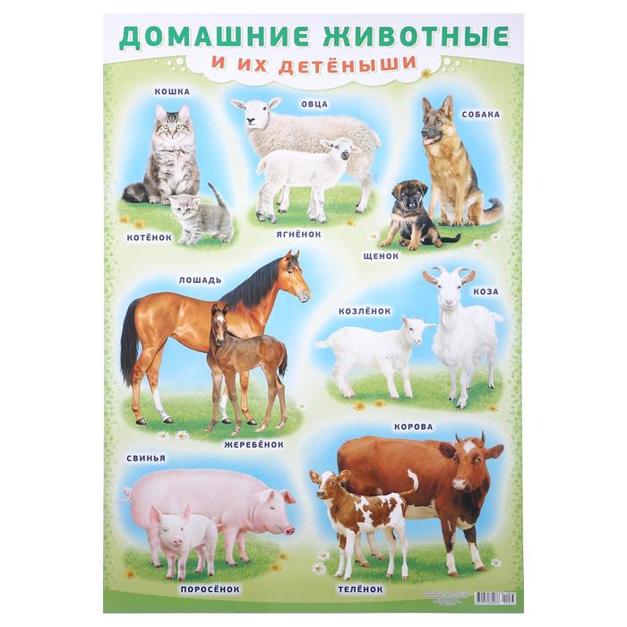 

Плакат "Домашние животные и их детёныши" А2