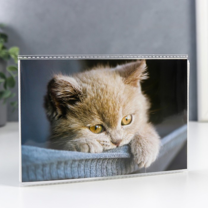

Фотоальбом на 36 фото, 18 листов "Котейка" 10х15 см, Разноцветный