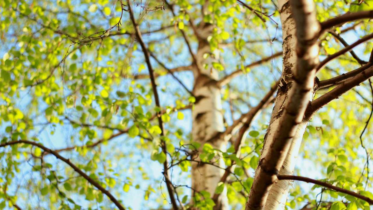 

Картина на холсте 60x110 LinxOne "Природа, пейзаж, натура, флора