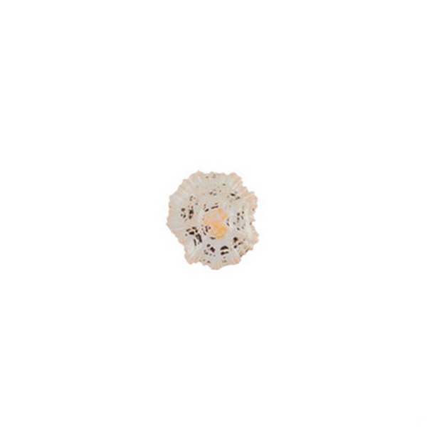 

Флористика Ракушки декор. 100 г DRF-011 от, Бежевый