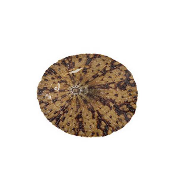 

Флористика Ракушки декор. 50 г DRF-012 от