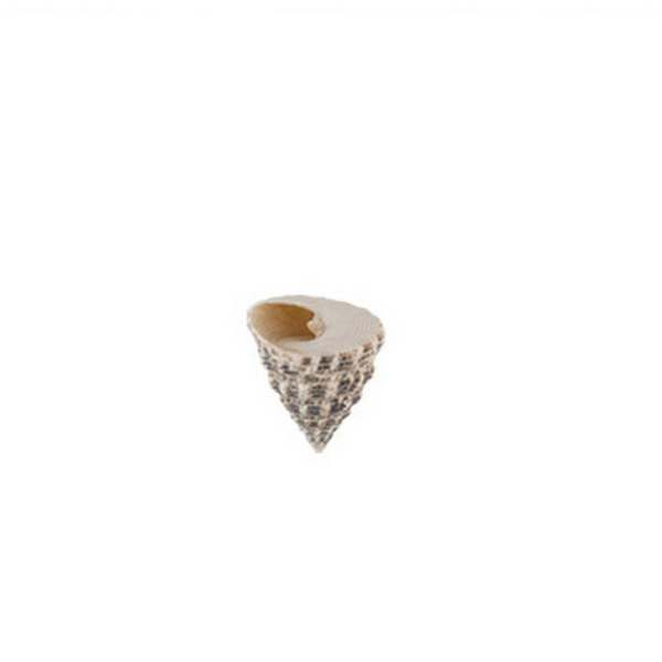 

Флористика Ракушки декор. 100 г DRF-018 от, Бежевый