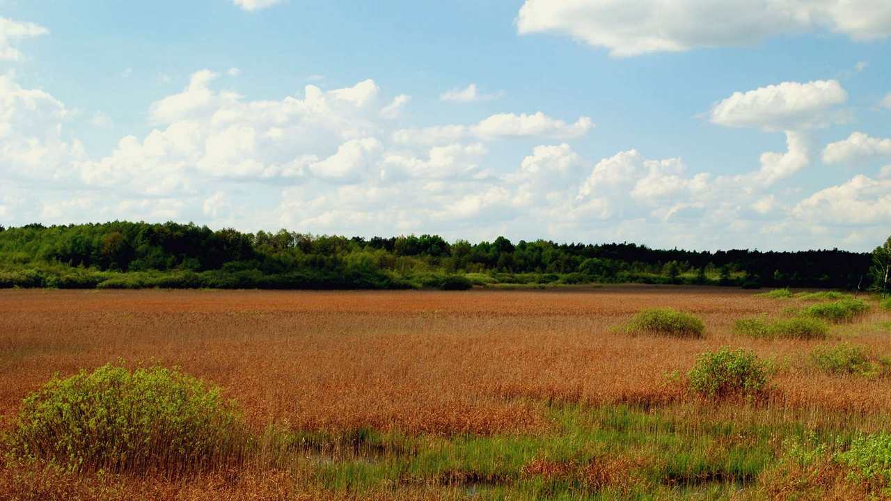 

Картина на холсте 60x110 LinxOne "Природа, пейзаж, натура, флора