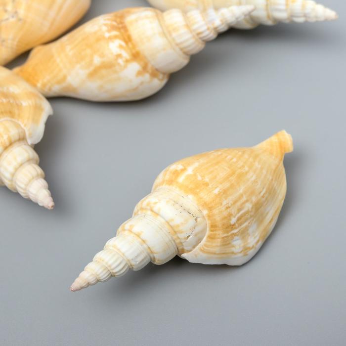 

Декоративные ракушки "Strombus Vittatus" 5 шт, Белый
