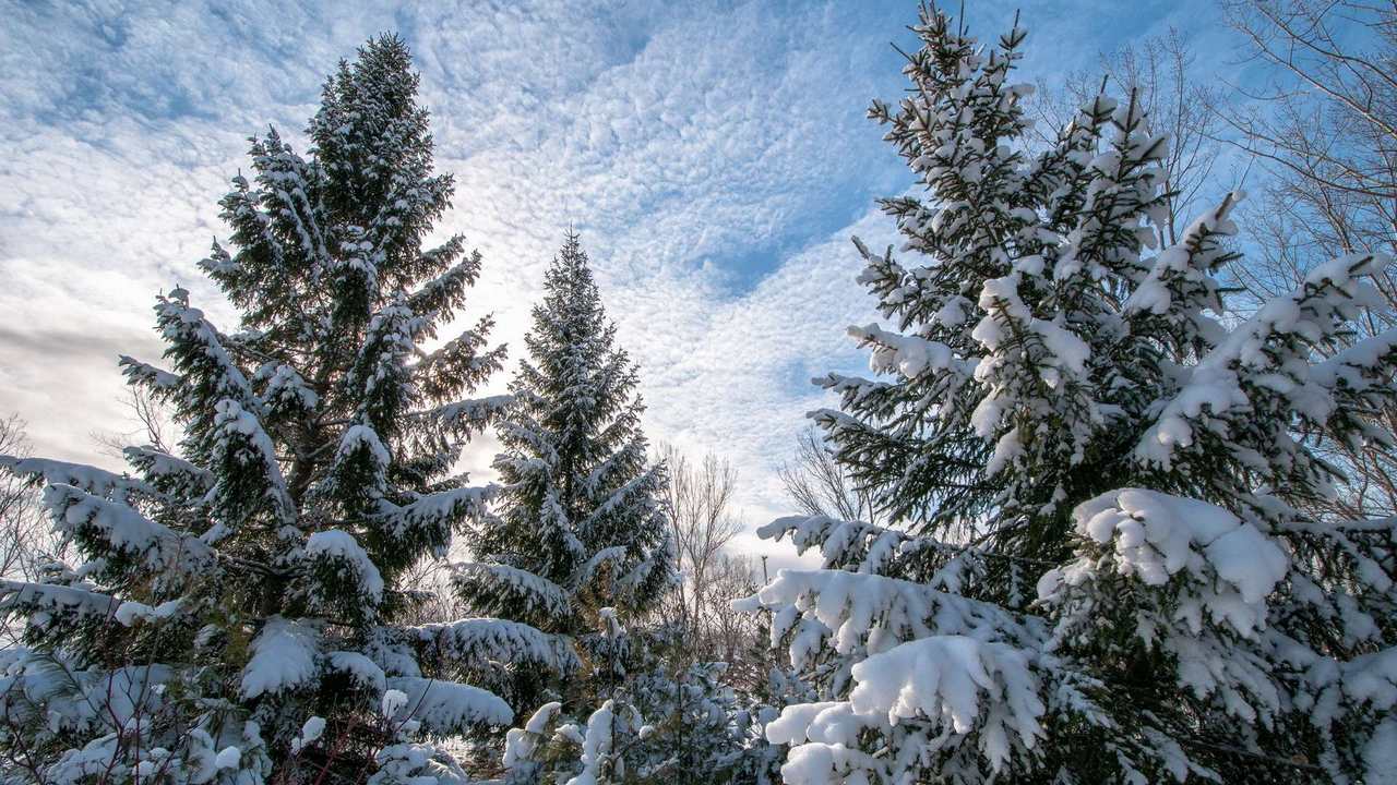 

Картина на холсте 60x110 LinxOne "Природа, пейзаж, натура, флора